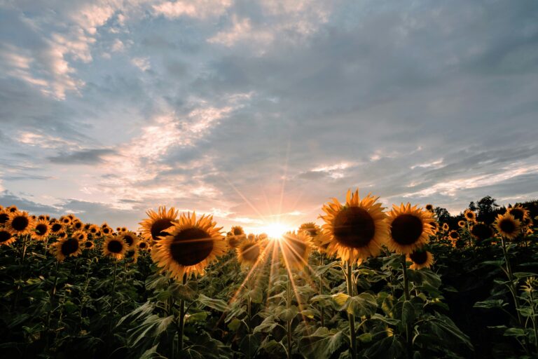 Sunflower Field Jonesville Michigan